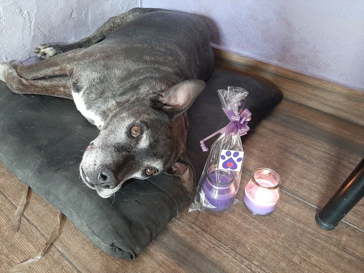 Vende velas perfumadas para comprar la costosa medicación de su perro