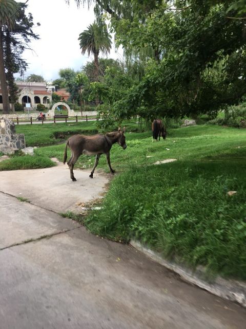 Alertan por un caballo y una mula suelta en el Puente San Martín