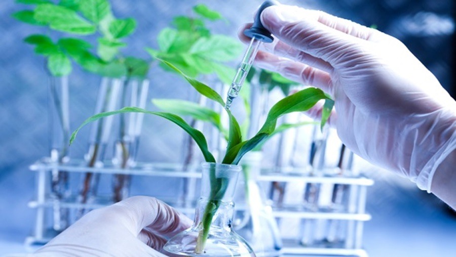 Una planta afrodisíaca tendría propiedades neuroprotectoras