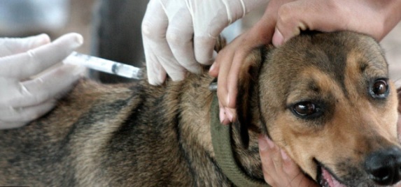 ADMA continua con la vacunación antirrábica en los barrios