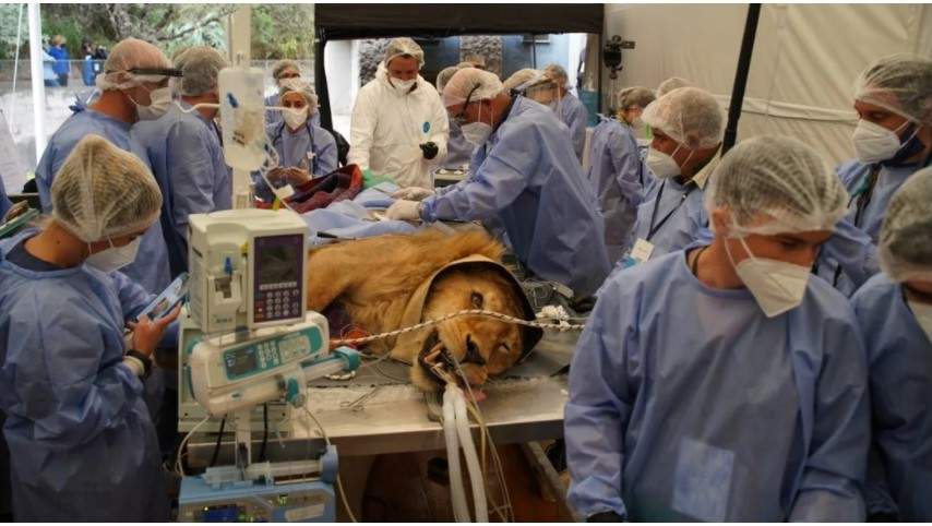 Treinta profesionales y anestesia total para revisar a Tango, el León del ex Zoo de Córdoba