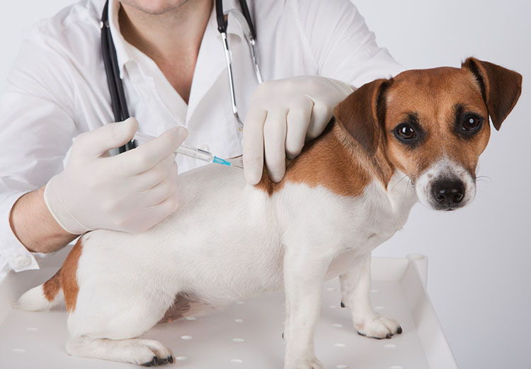 Debido al mal clima, se reprogramará la actividad organizada por la Secretaria de Salud, Desarrollo y Equidad y la Fundación ADMA para animales domésticos.
