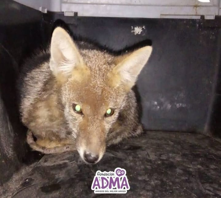 ADMA rescató una zorrita que deambulaba por la ciudad