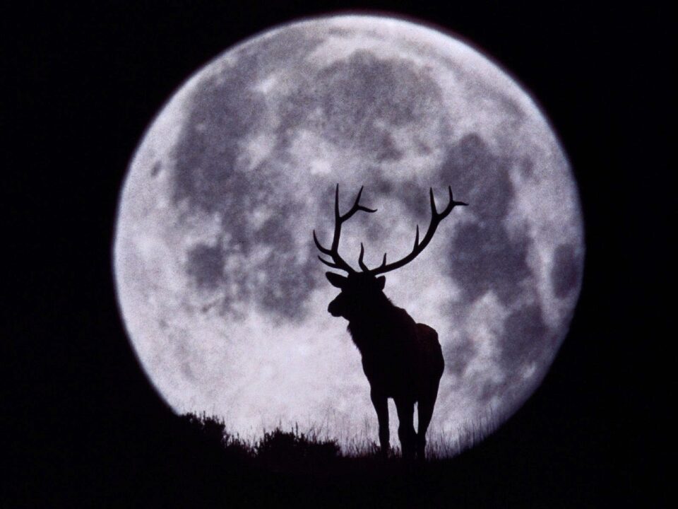 Luna de ciervo