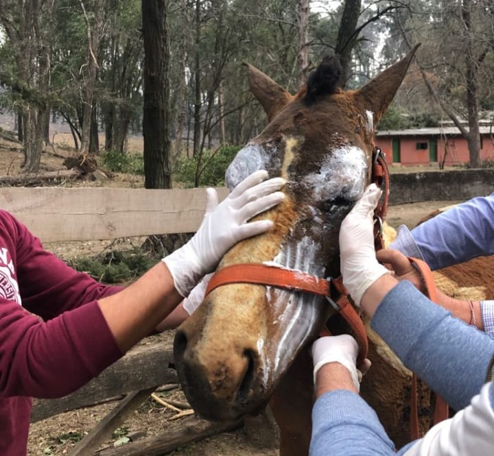 Tropilla en Libertad junta insumos para curar animales heridos por el fuego