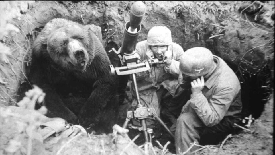 El oso que luchó en la Segunda Guerra