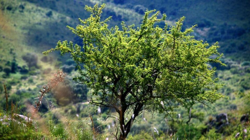 Villa del Prado: se dictará un curso de Reforestación y Conservación de especies endémicas