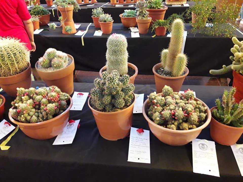 El Club de Jardinería festeja sus 45 años con una muestra floral