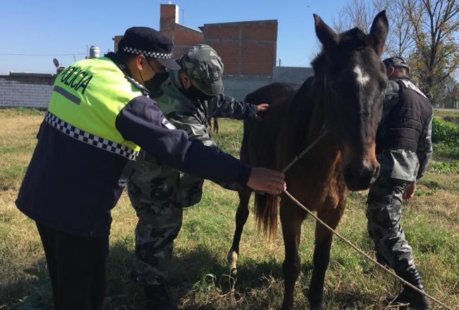 Realizarán una protesta a caballo frente a Fiscalía por el robo de animales