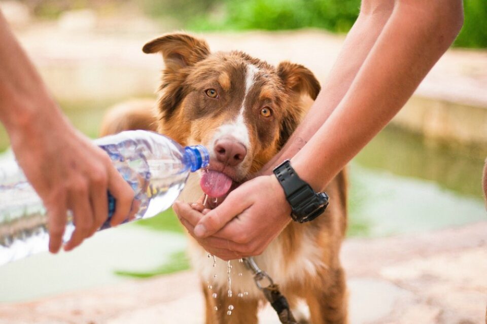 ADMA dio recomendaciones para cuidar a las mascotas frente a un golpe de calor