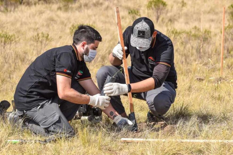Volver a vivir: plantaron mil árboles para reforestar Bosque Alegre