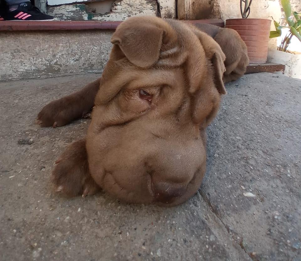 Final Feliz: Roco fue operado de sus ojos