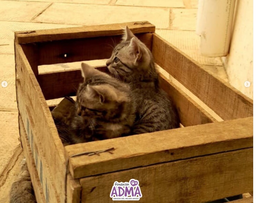 ADMA recordó la importancia de la castración tras encontrar dos gatitos en un cajón abandonado