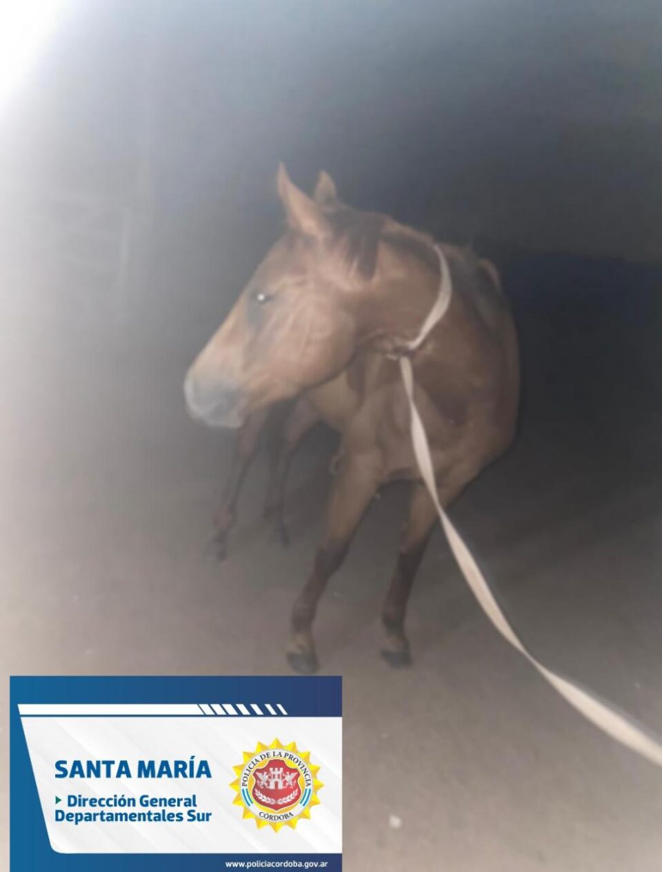 Se recuperó un caballo que había sido robado en Villa del Prado