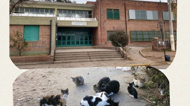 Juntan firmas para buscarle solución a la superpoblación de gatos en los patios de la ENSAG