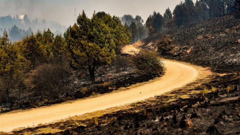 Convocan a plantar árboles para reforestar la zona de Bosque Alegre tras los incendios