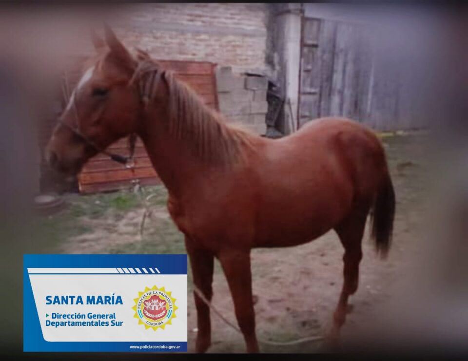 Recuperaron un caballo que se habían robado
