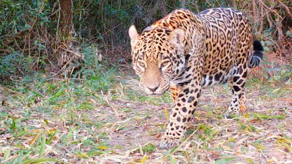 Una hembra de yaguareté y su cría fueron grabadas por las cámaras del Parque Nacional Iguazú