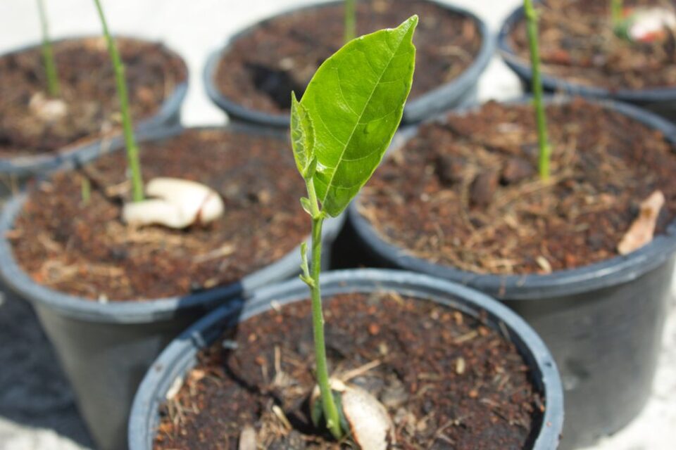Realizará un taller sobre "Germinación de árboles, cuidado y poda"