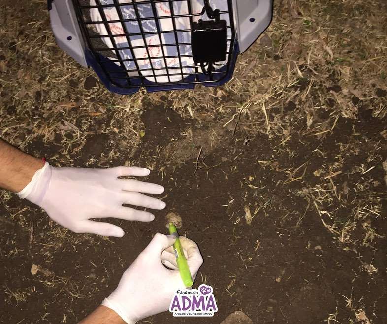 ADMA rescató un nido con huevos de tortuga en el Tajamar