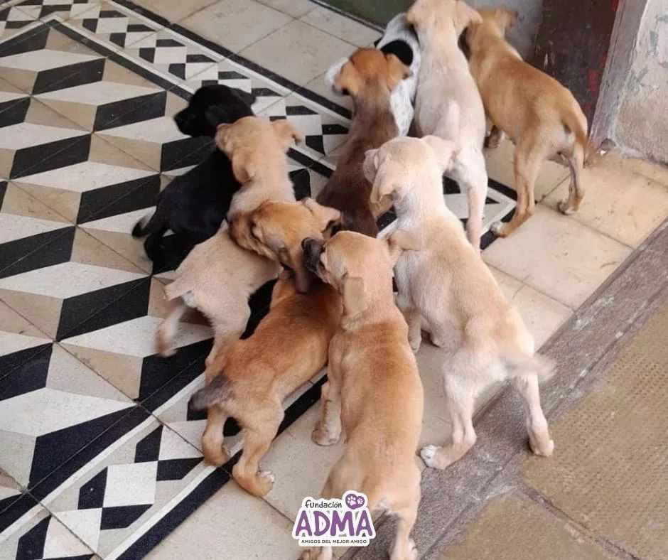 Los cachorros fueron abandonados el viernes por la tarde. Desde la Fundación ADMA piden generar conciencia para que estas situaciones no vuelvan a ocurrir dado que el abandono es también un delito.