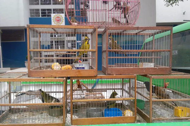 Secuestraron más de 80 aves en dos viviendas de Carlos Paz