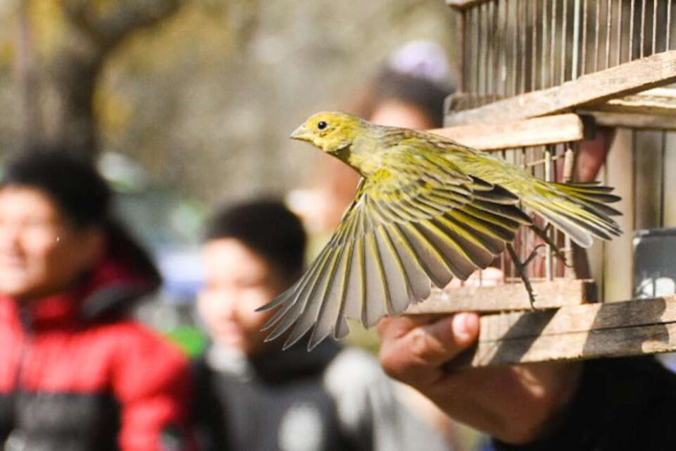 Policía Ambiental liberó 82 aves en el Parque Francisco Tau de Bell Ville