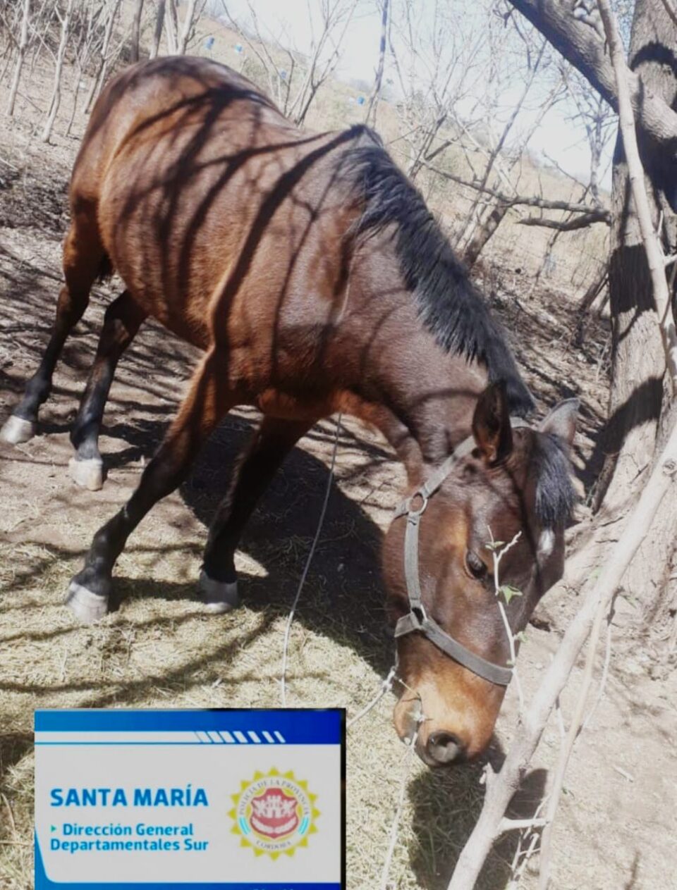Los Aromos: recuperaron un caballo robado en 2021 de La Paisanita