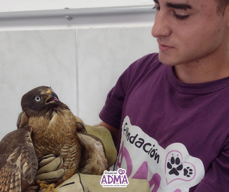 ADMA rescató un ave herida de una vivienda de Alta Gracia