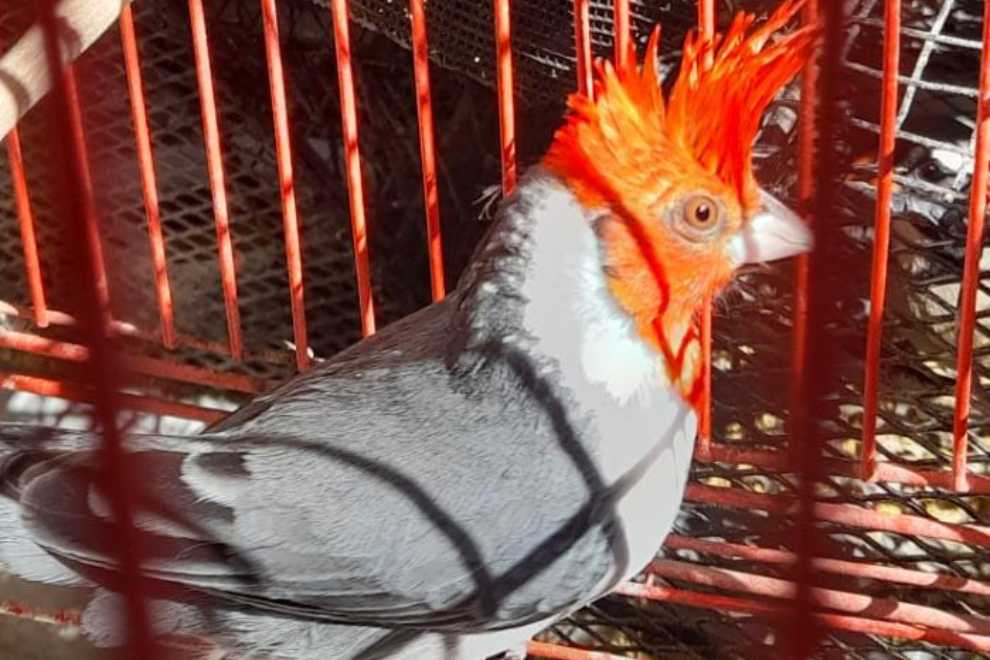 Policía Ambiental rescató 103 aves del cautiverio en El Brete