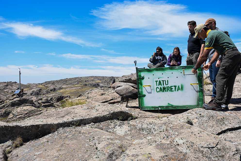 Un cóndor andino rescatado por Policía Ambiental provincial recuperó su libertad