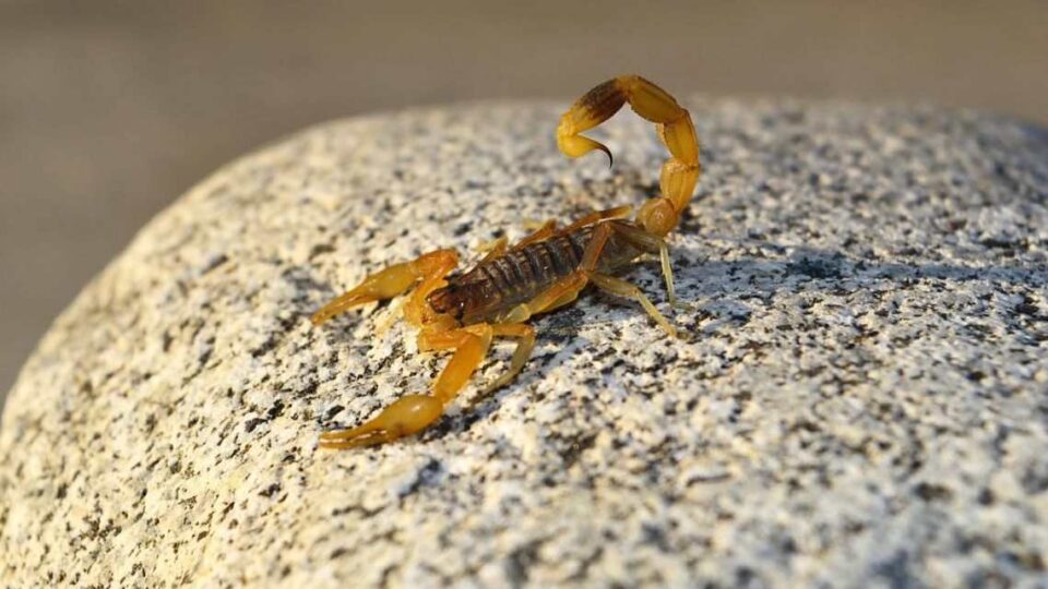 Llega el calor: consejos para evitar picaduras de alacranes, arañas o serpientes