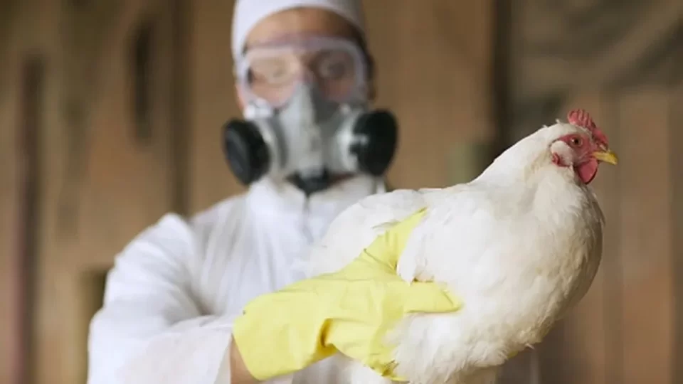 Córdoba y otras provincias: Senasa informó casi un centenar de casos de influenza aviar