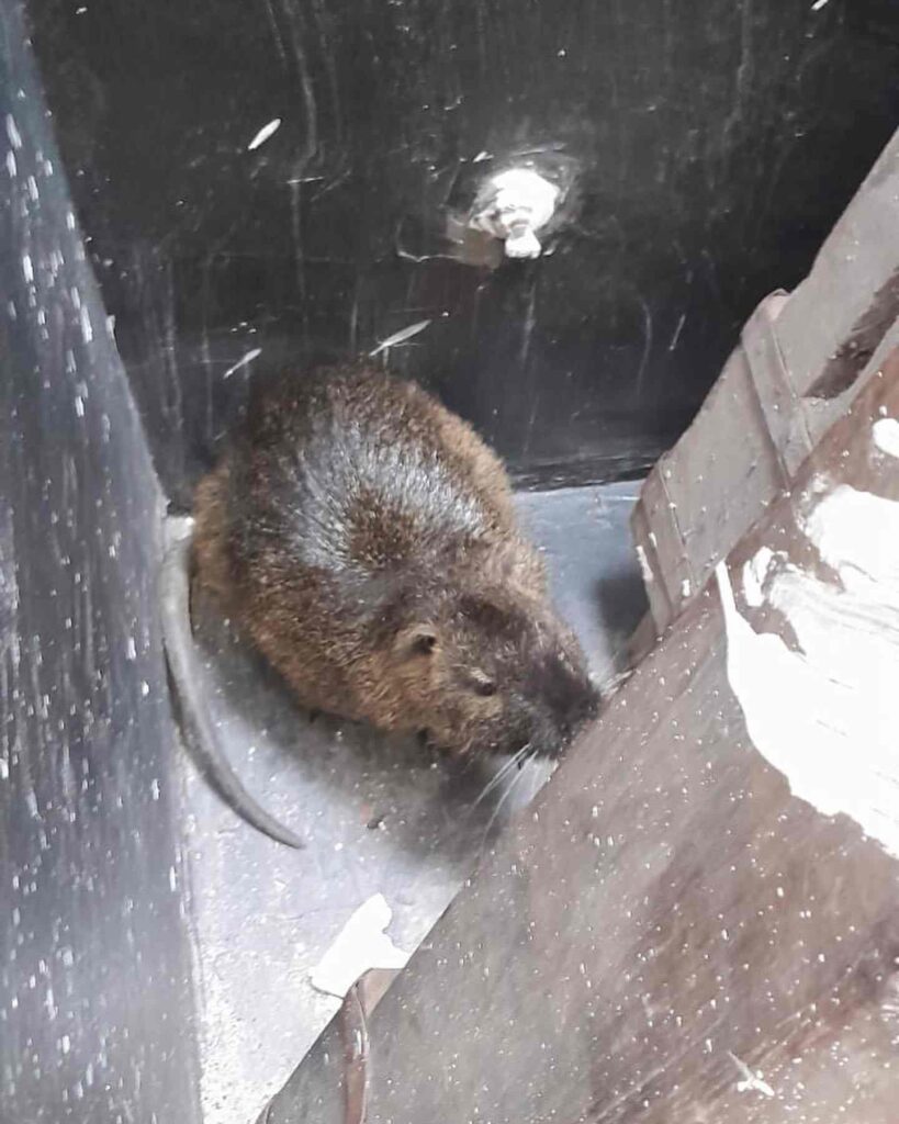 ADMA rescató un coipo de un edificio de Alta Gracia