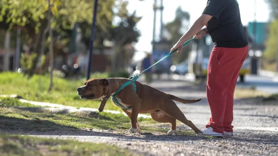 Mordeduras de perro: los animales peligrosos serán controlados con un chip implantado