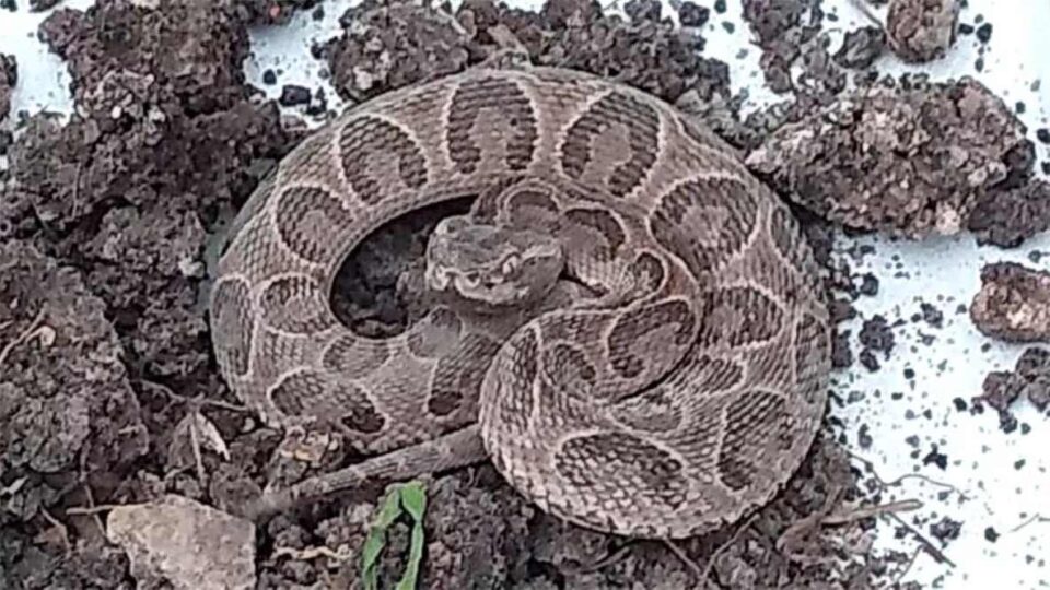 Miramar de Ansenuza: Capturaron un ejemplar de "yarará grande"