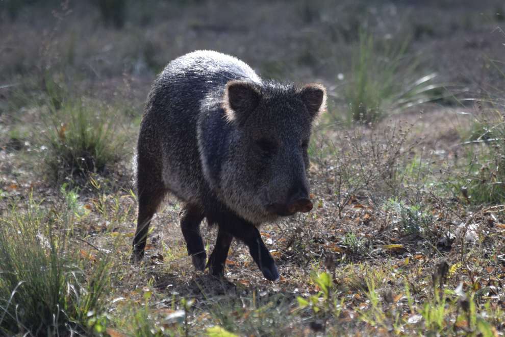 Rescataron más de 120 aves y un pecarí de collar en Luque