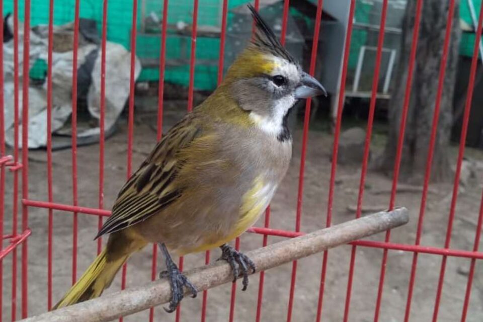 Rescataron más de 120 aves y un pecarí de collar en Luque