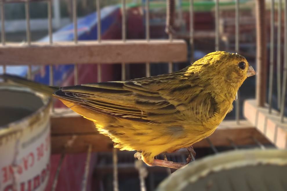 Policía Ambiental recuperó 43 aves del cautiverio: 12 fueron de Los Aromos