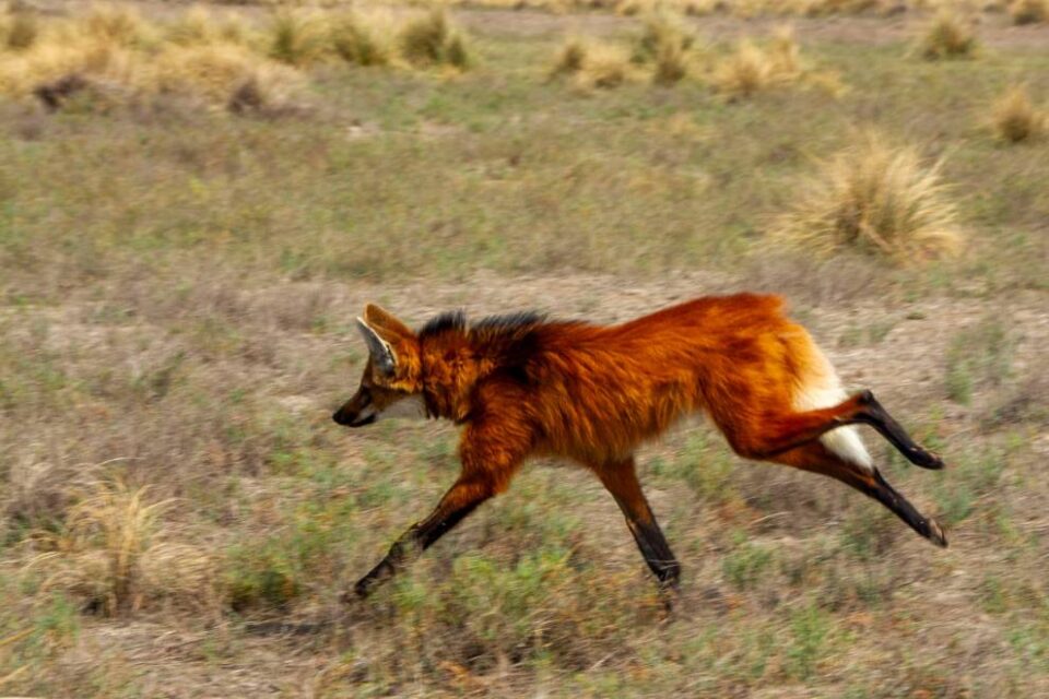 Otro aguará guazú regresa a la naturaleza