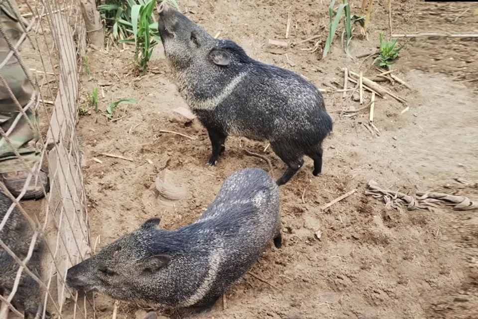 Rescataron un loro, una corzuela, un flamenco y pecaríes de collar