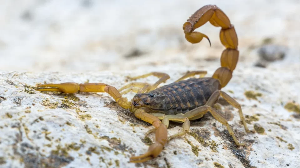 Científicos argentinos desarrollaron una app para detectar animales e insectos peligrosos