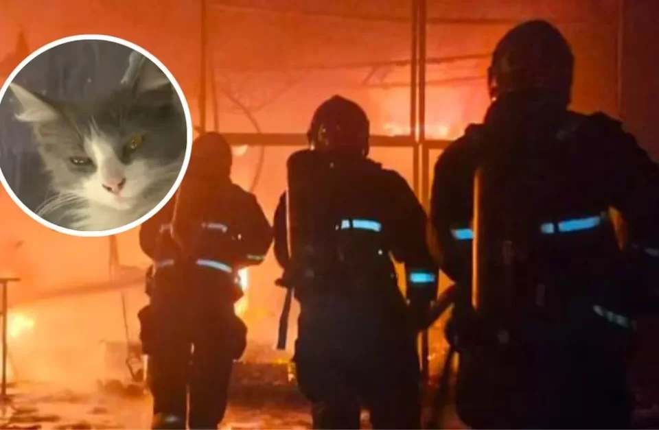 Lola, la heroína de cuatro patas que salvó a su familia del incendio de su casa en Córdoba