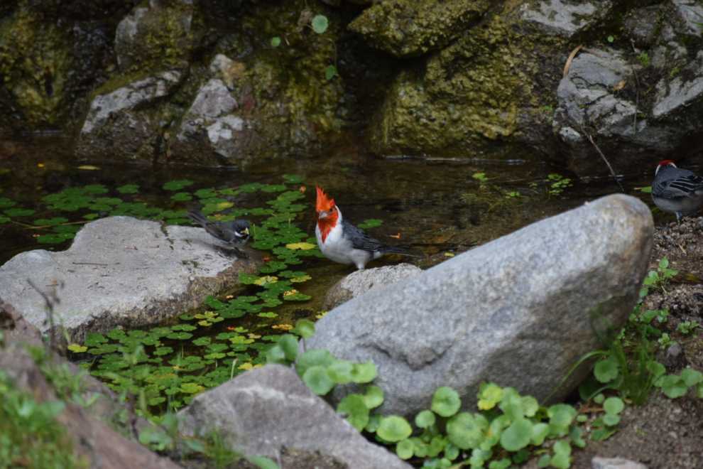 Regresan a su hábitat natural 63 aves que estaban en cautiverio