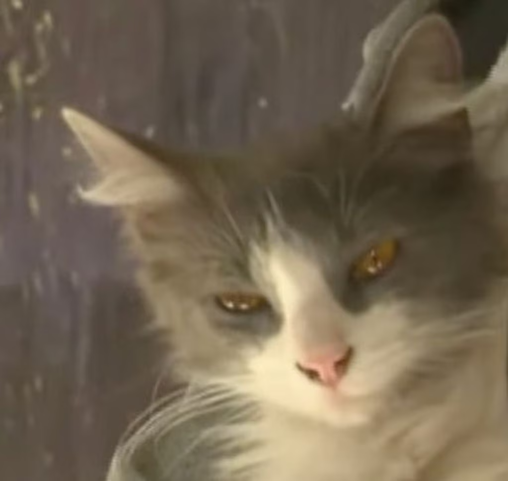 Lola, la heroína de cuatro patas que salvó a su familia del incendio de su casa en Córdoba