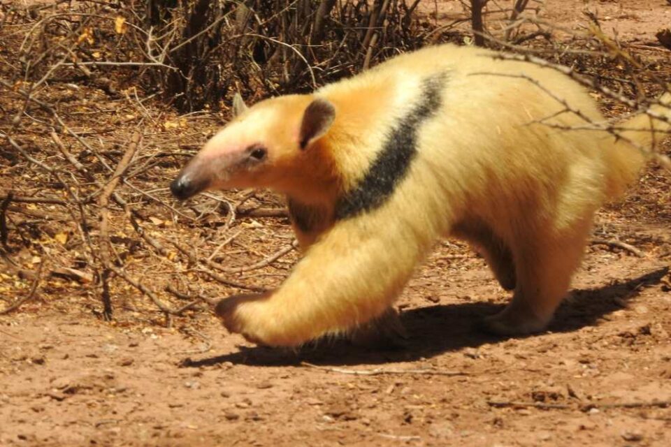 Policía Ambiental libera un oso melero en zona rural de Piedrita Blanca