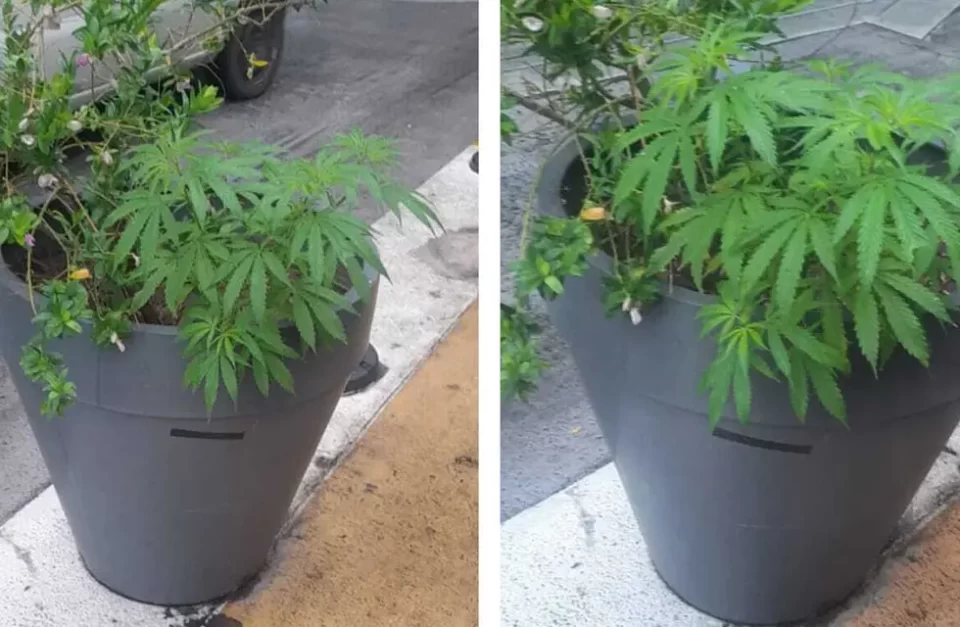 En un macetón de la vía pública, se toparon con una planta de cannabis
