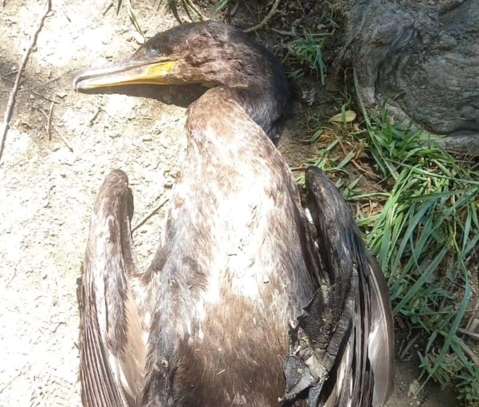 Lamentable: Hallan muertos a un biguá y una paloma en el Tajamar