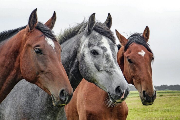 Virus en los caballos: se confirmó el primer brote en Córdoba de Encefalomielitis Equina