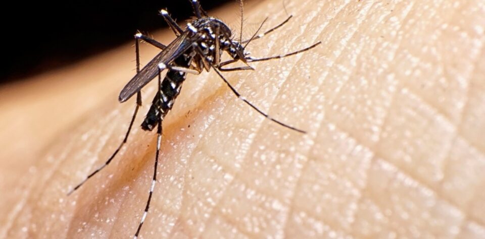 Dengue en Córdoba: en 10 días crecieron a 341 los casos